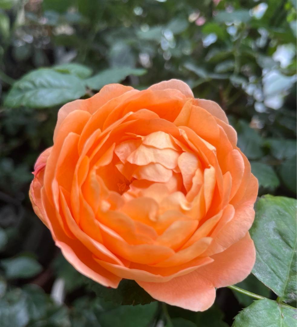 セール！数量、期間限定！お任せバラ挿し穂10種かく各1本