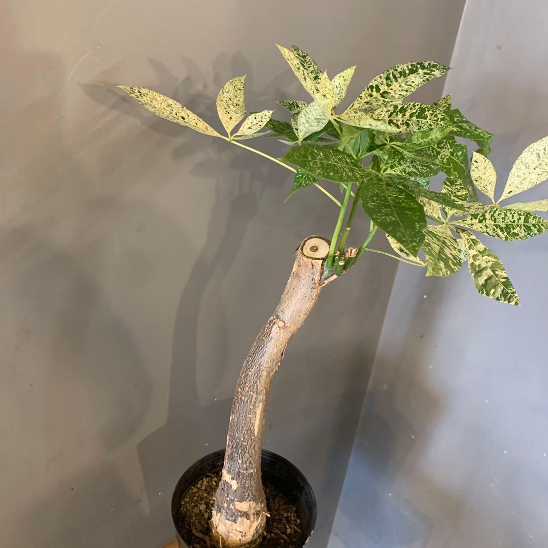 パキラ ミルキーウェイ 7