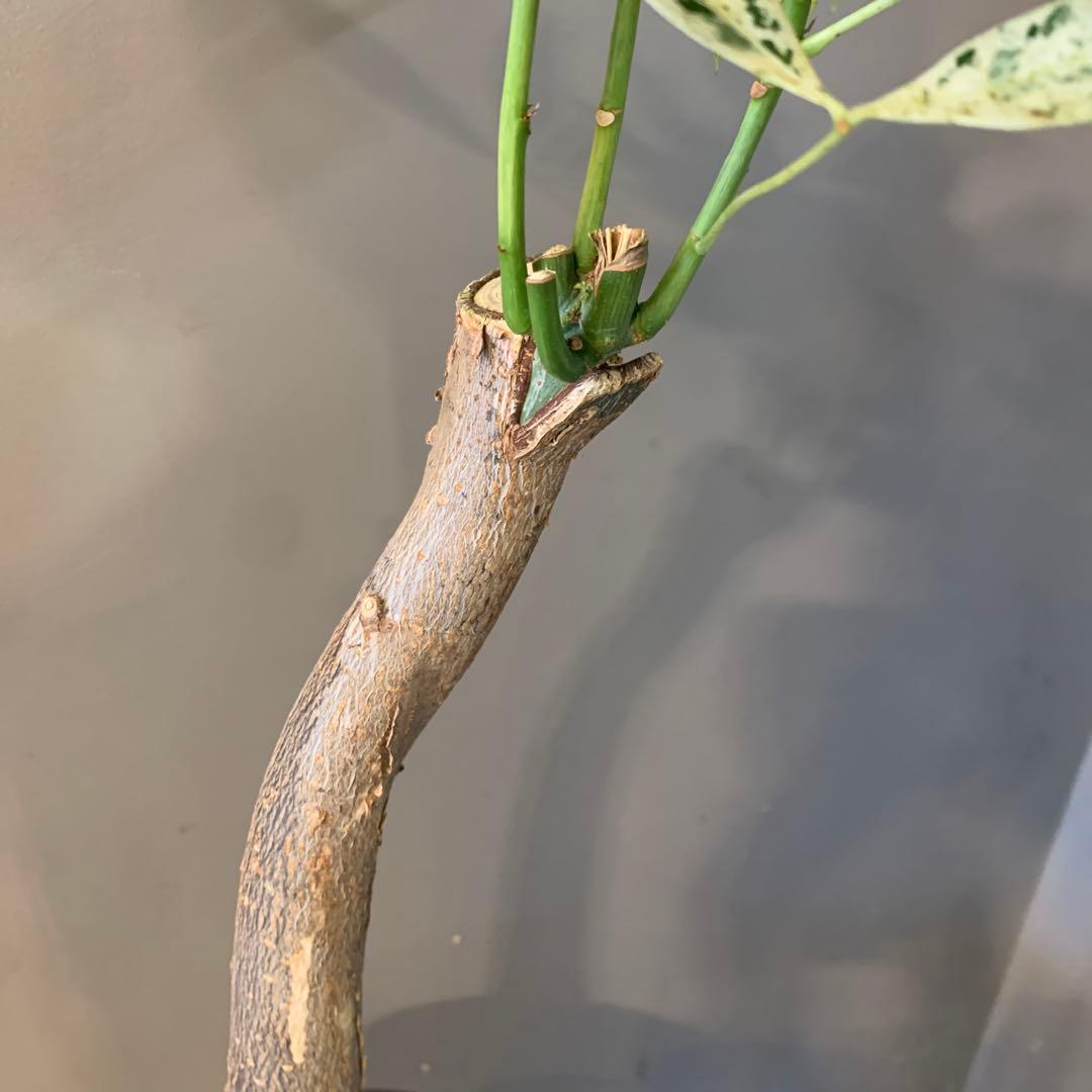 パキラ ミルキーウェイ 7