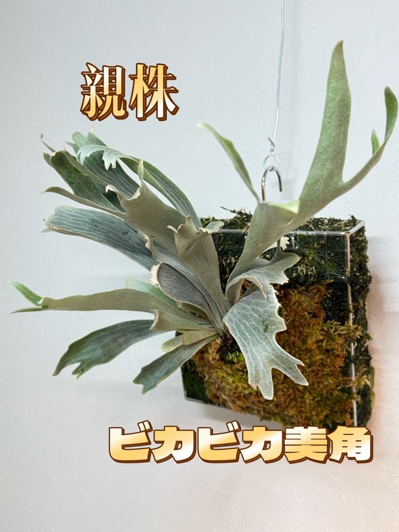 ビカクシダ　P. Willinckii 'Spur' pup 株分子株出品