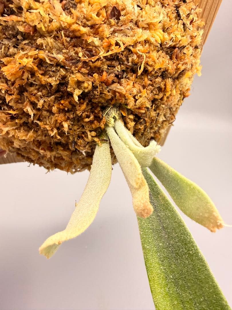 ビカクシダ　P. Willinckii 'Spur' pup 株分子株出品