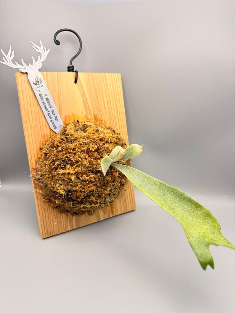 ビカクシダ　P. Willinckii 'Spur' pup 株分子株出品