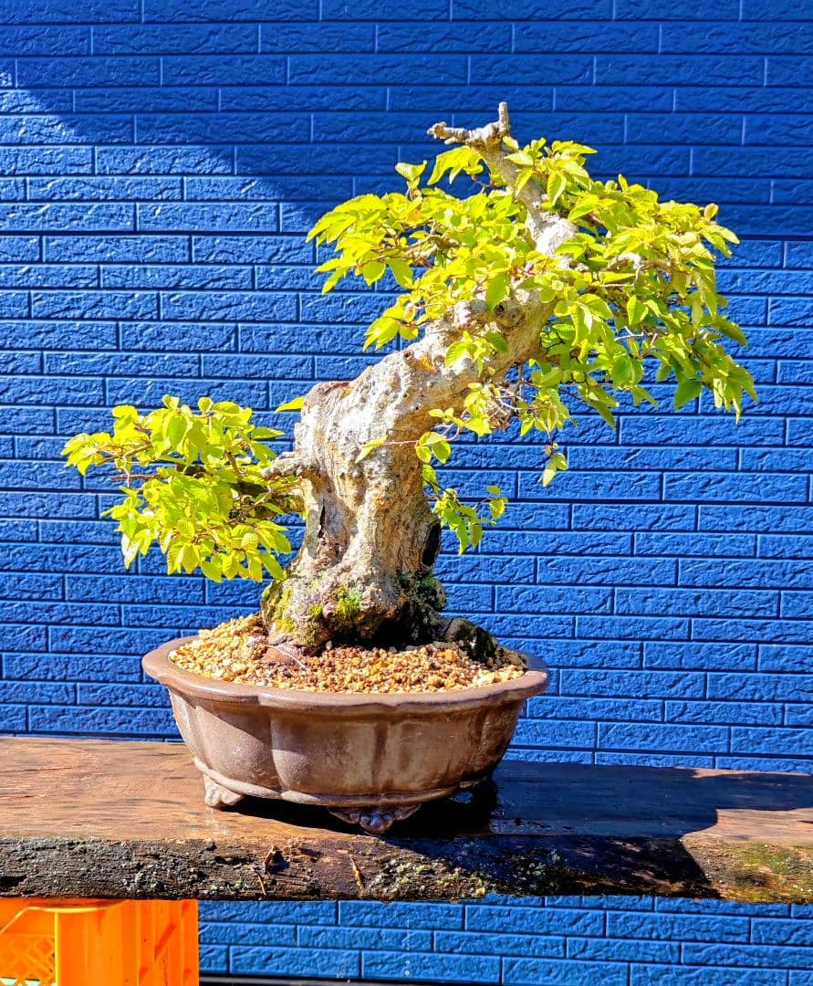 大品 イワシデ盆栽 極太(今週で取り下げセール)