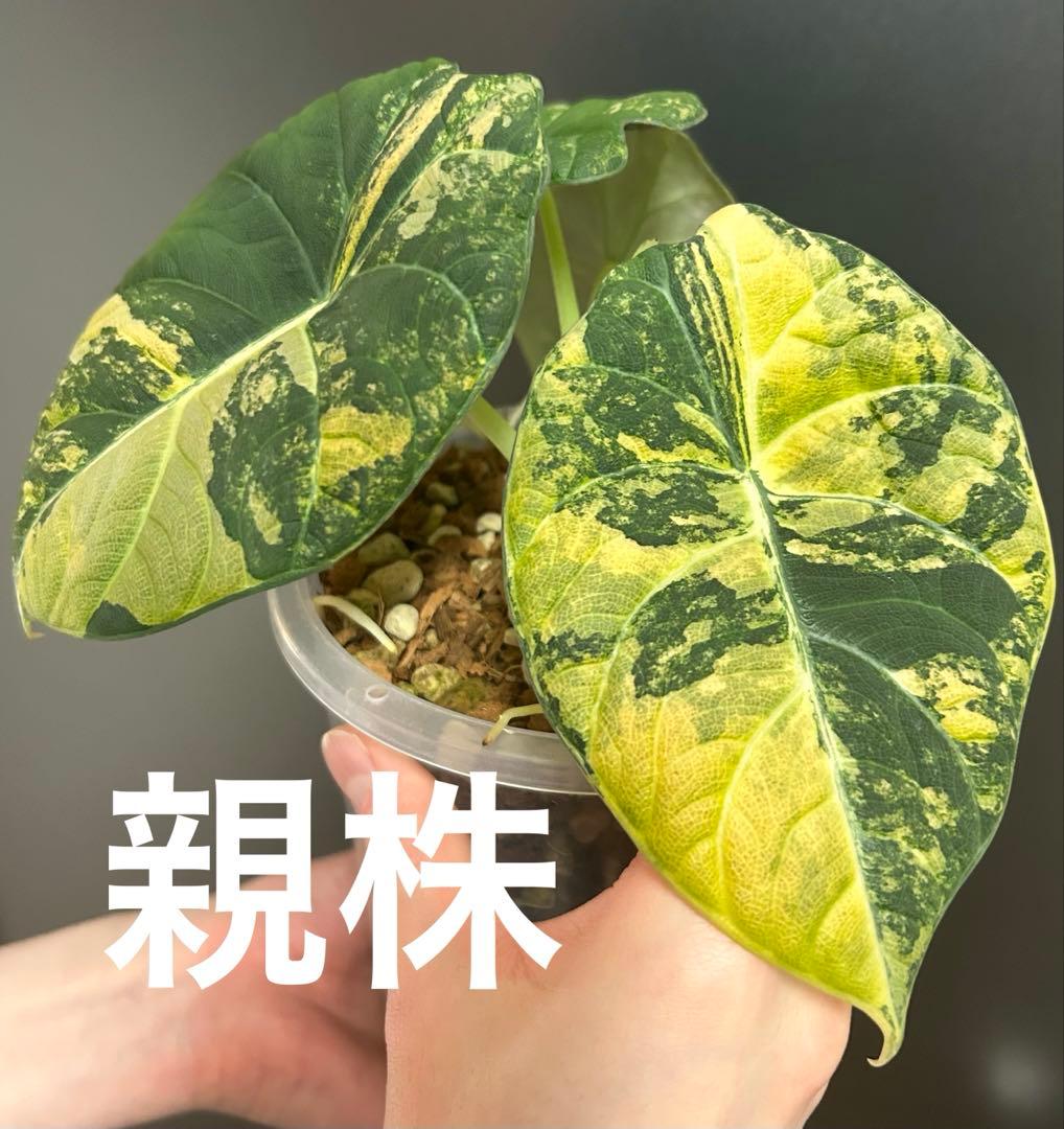【芋】 アロカシア　マハラニ　ゴールド　斑入り