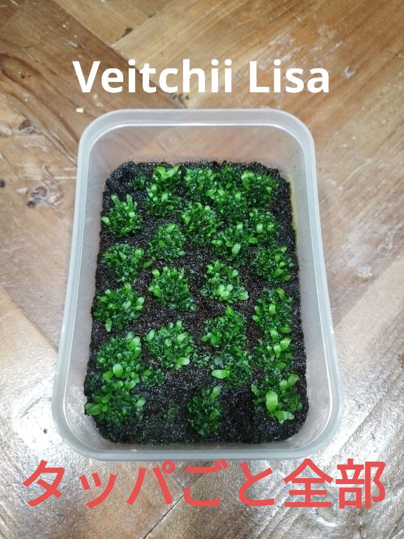 ビカクシダ　ベイチー　リサ　胞子体、前葉体タッパごと全部