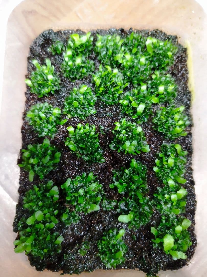 ビカクシダ　ベイチー　リサ　胞子体、前葉体タッパごと全部