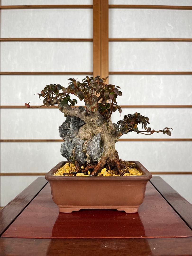 【皐月(さつき)】 品種不明品 \