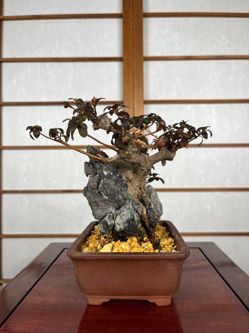 【皐月(さつき)】 品種不明品 \"菊姫(きくひめ) / (?) \" 小品盆栽