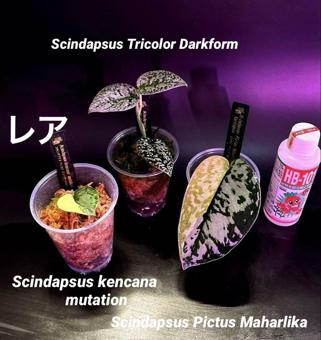 スキンダプサス　綺麗な斑入りセット　H2