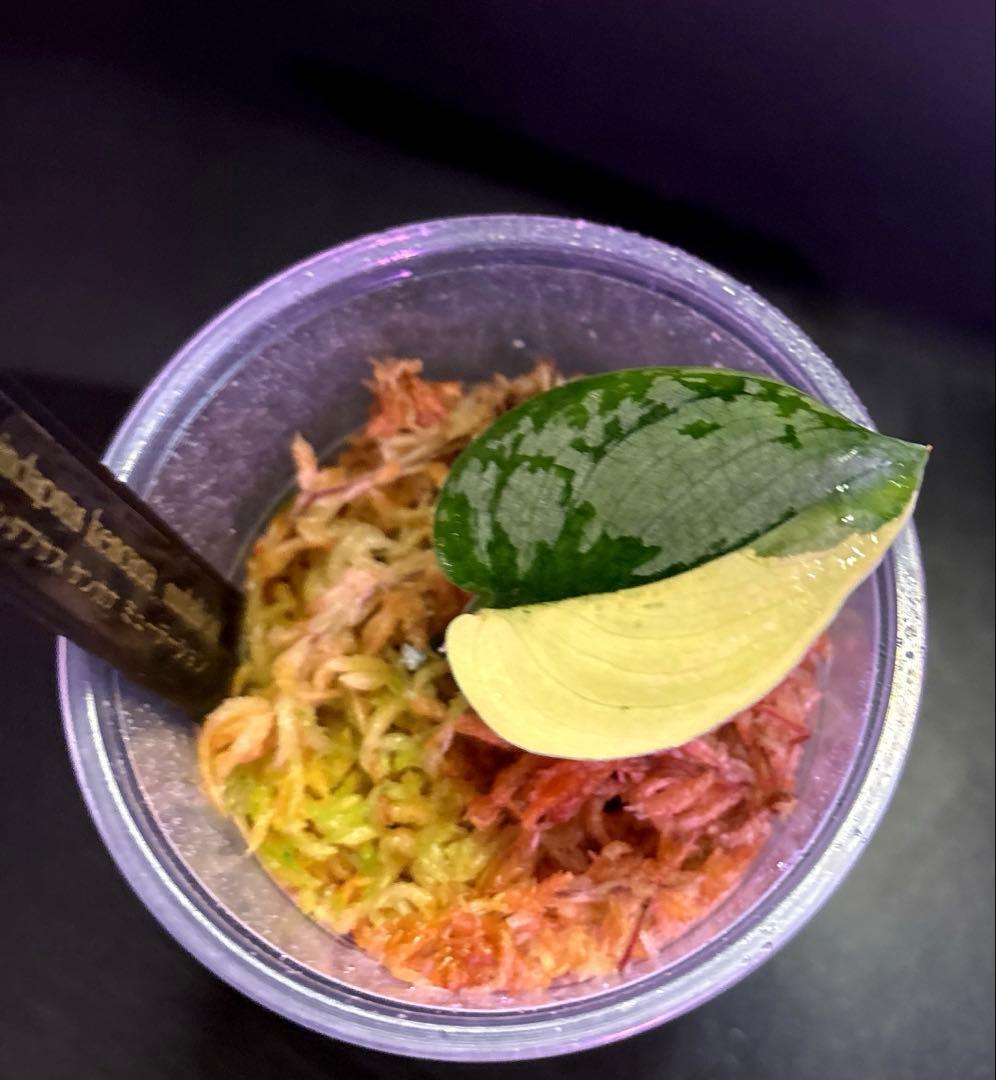 スキンダプサス　綺麗な斑入りセット　H2