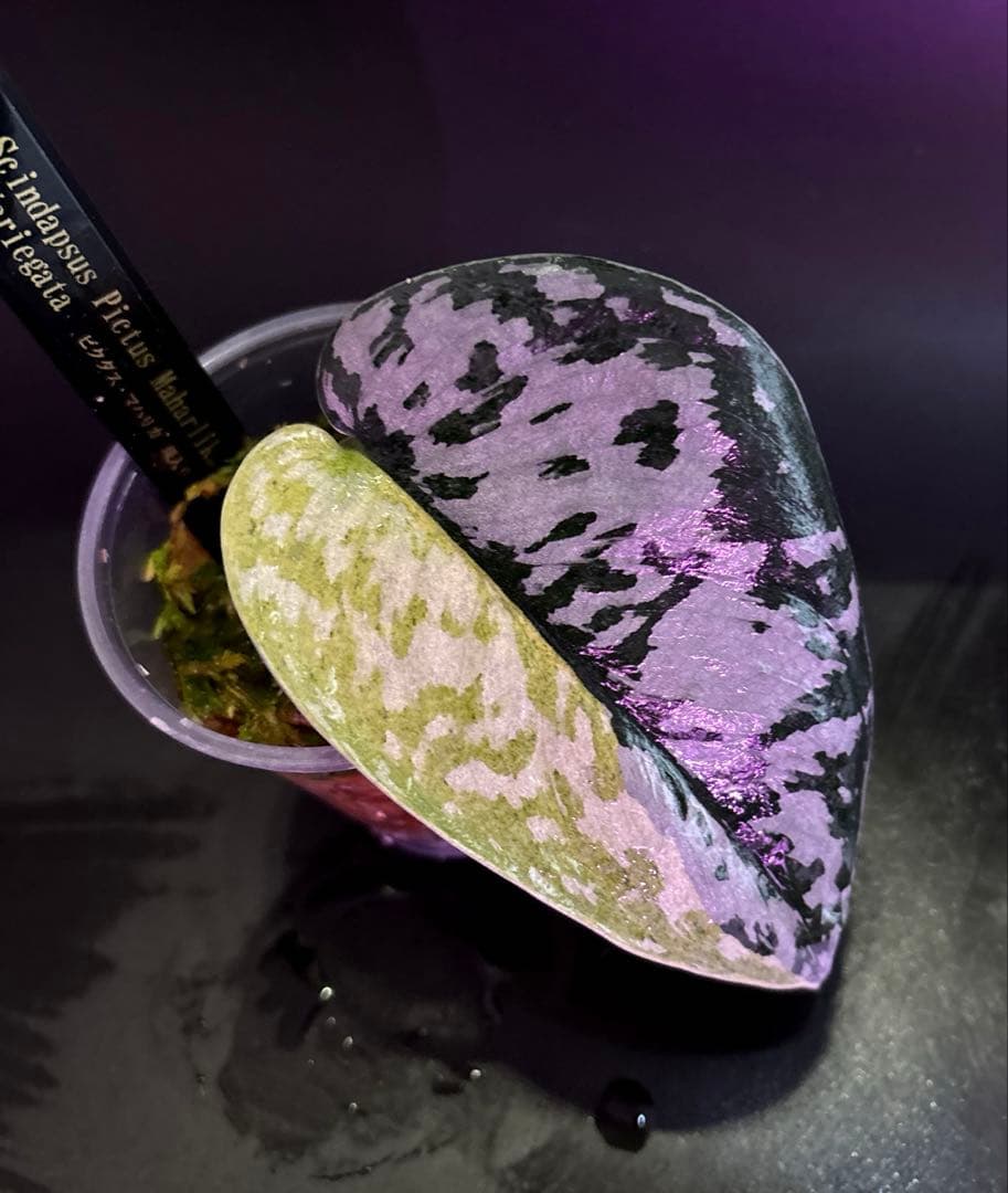 スキンダプサス　綺麗な斑入りセット　H2