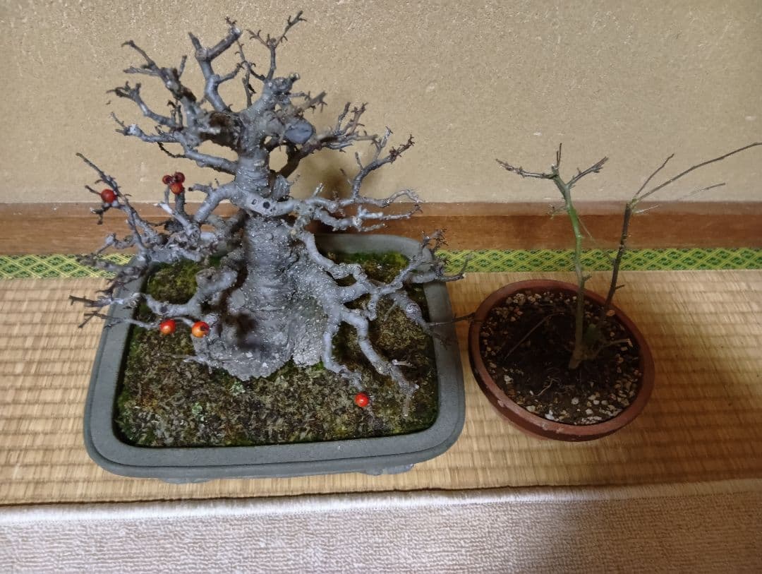 ‼️梅モドキ‼️雄木セット‼️