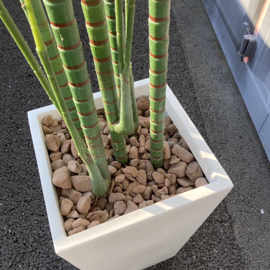 【お値下げOK】大型フェイクグリーン 光触媒人工植物 光の楽園 高さ約270cm