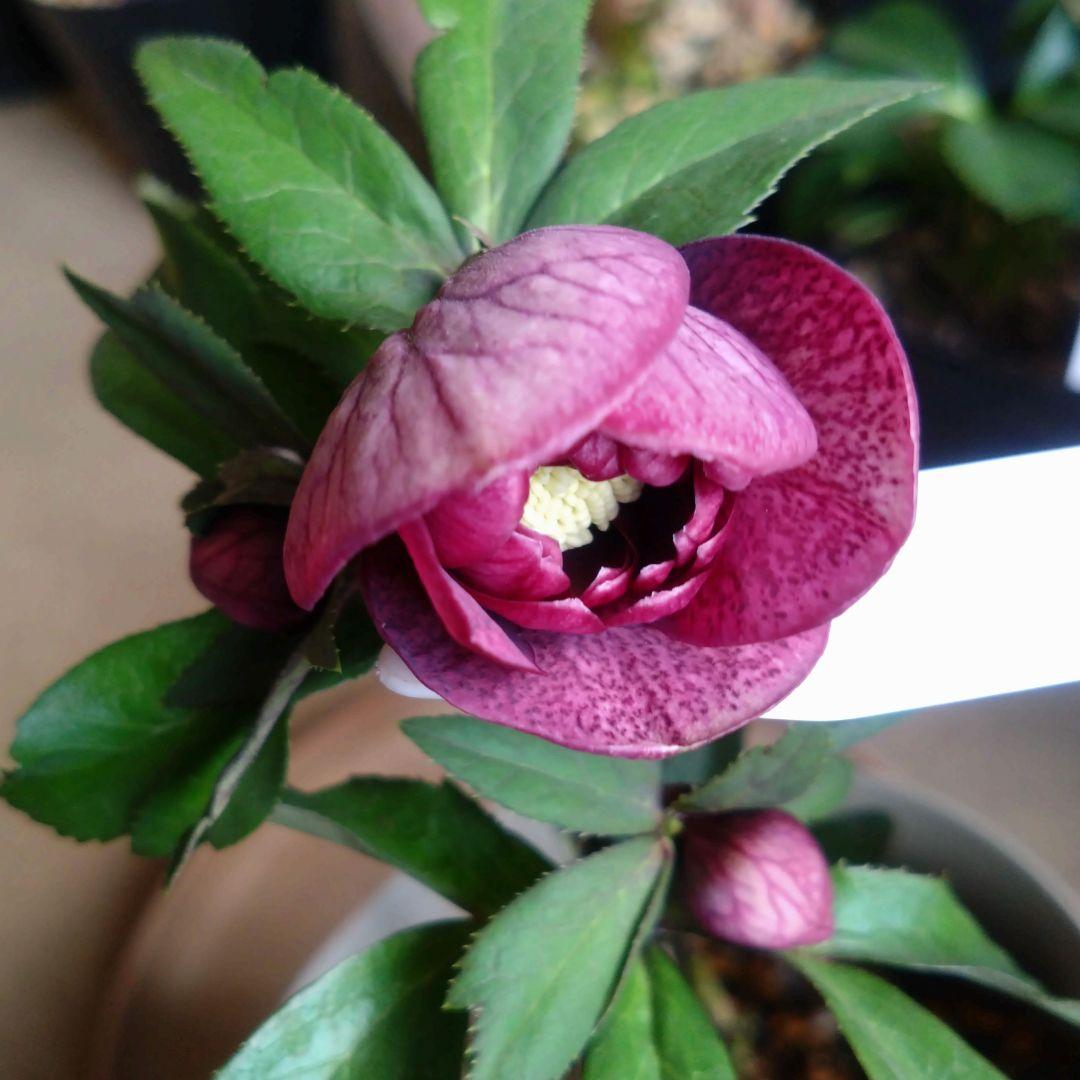 クリスマスローズ　ワイン系dd　もうすぐ開花　蕾付