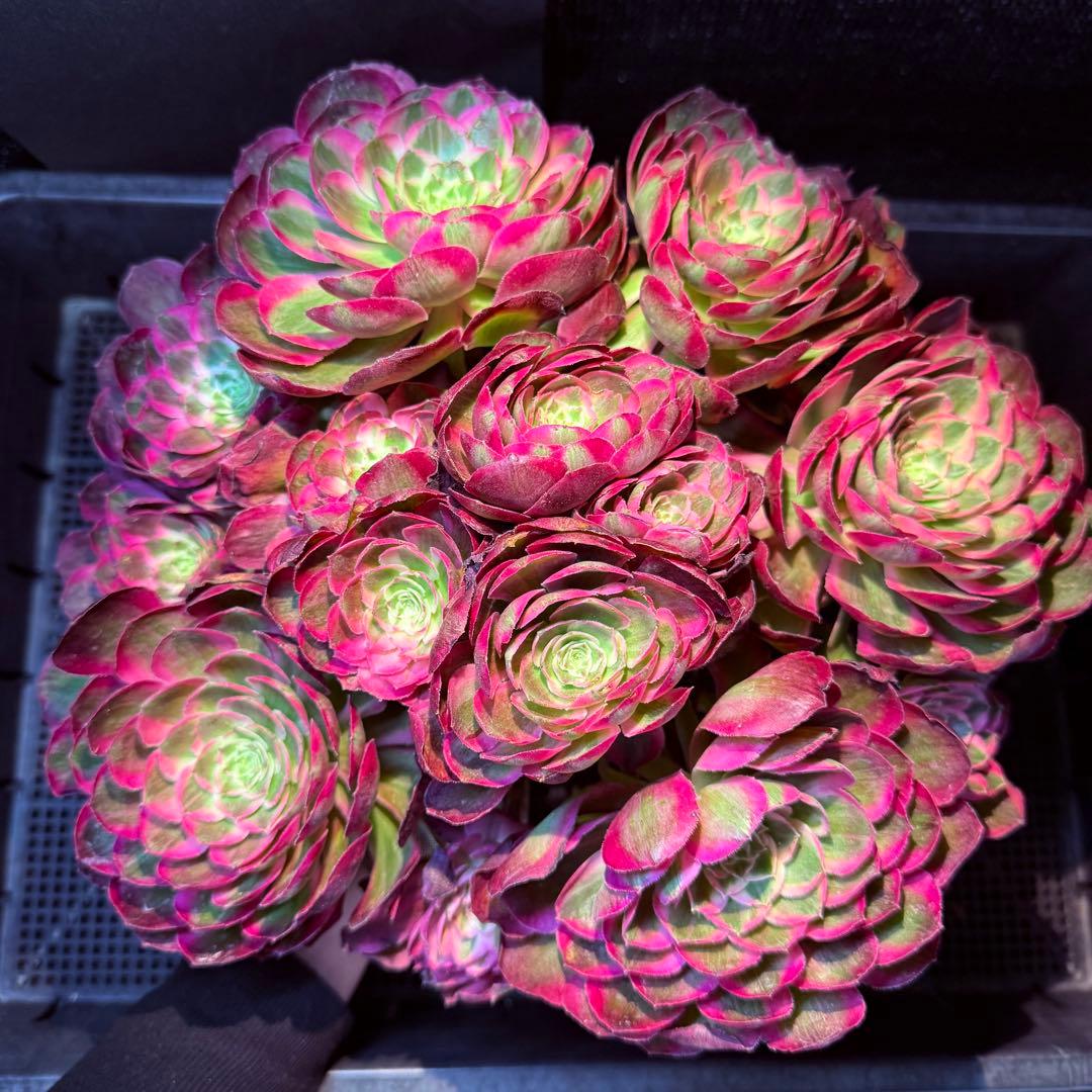 超レア新品種　アエオニウム　レッドロイヤルピーコック錦　(ブーケ古株) 超大品