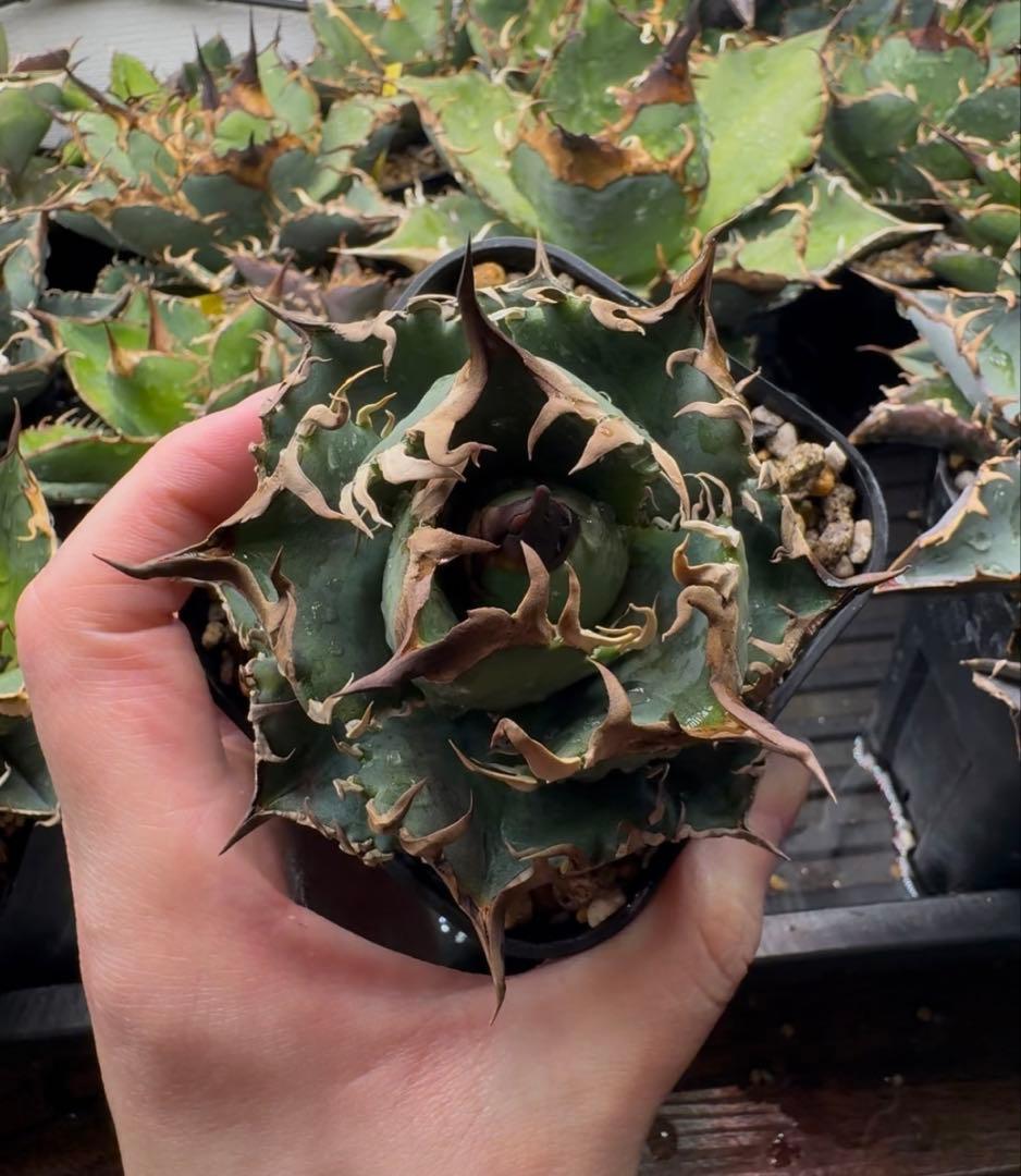 アガベ オテロイ実生 オアハカ 選抜株 (検 清櫻 皇冠 セオクラ チタノタ