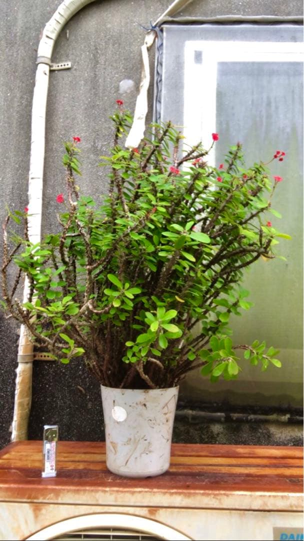 ハナキリン大株　古い