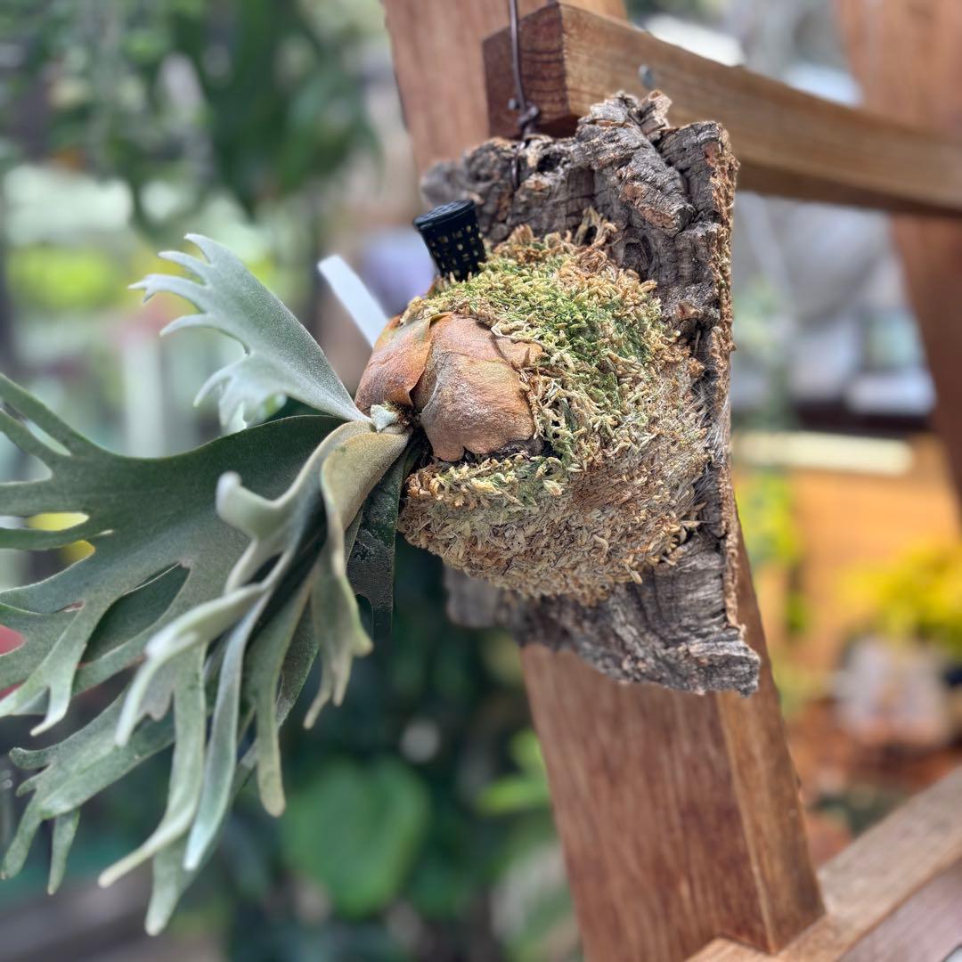 コルク付け♡ビカクシダジェイドガール