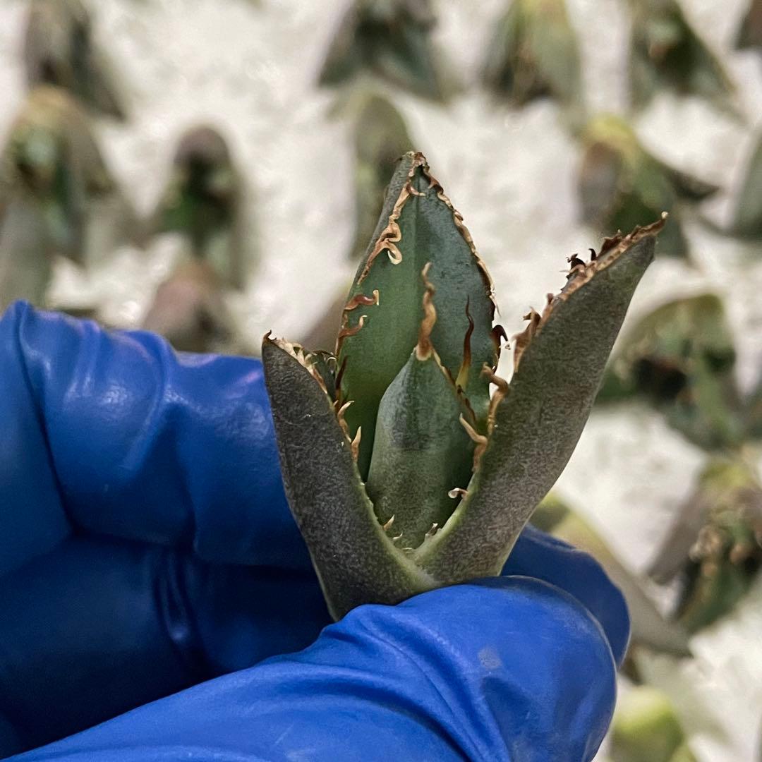 多肉植物　アガベ チタノタ 白鯨 子株 49株同梱