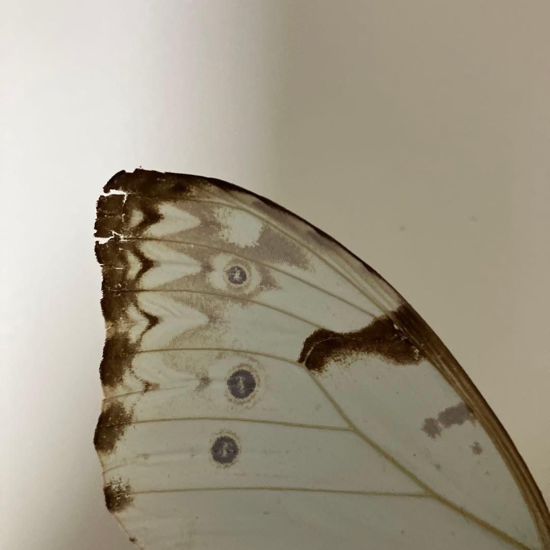 華麗なモルフォ蝶セット