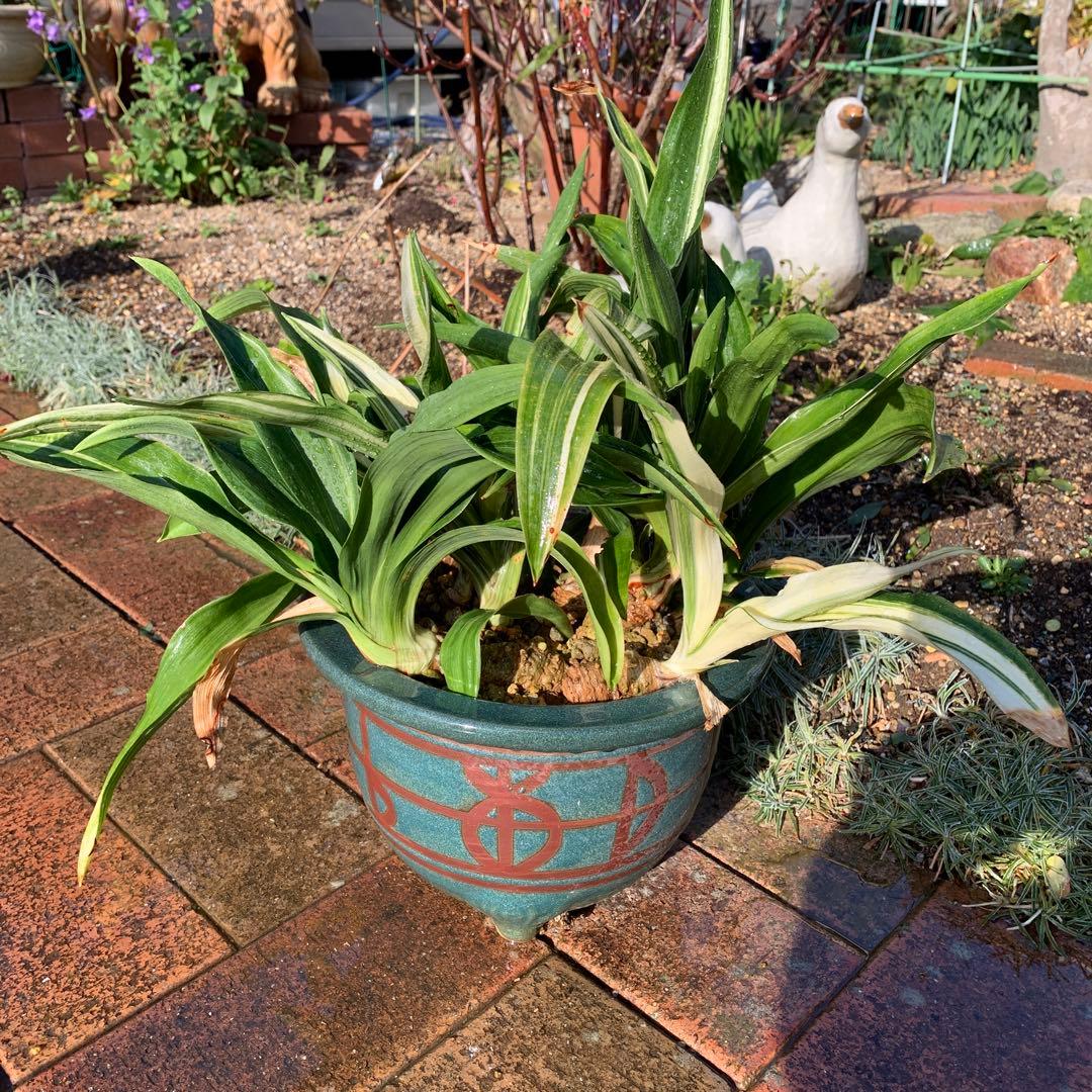 万年青（オモト）苗木2本