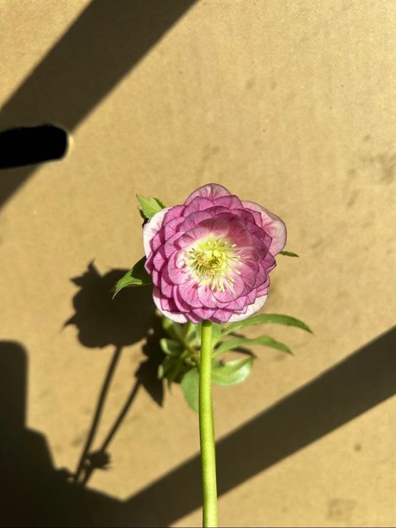 花 sunshine