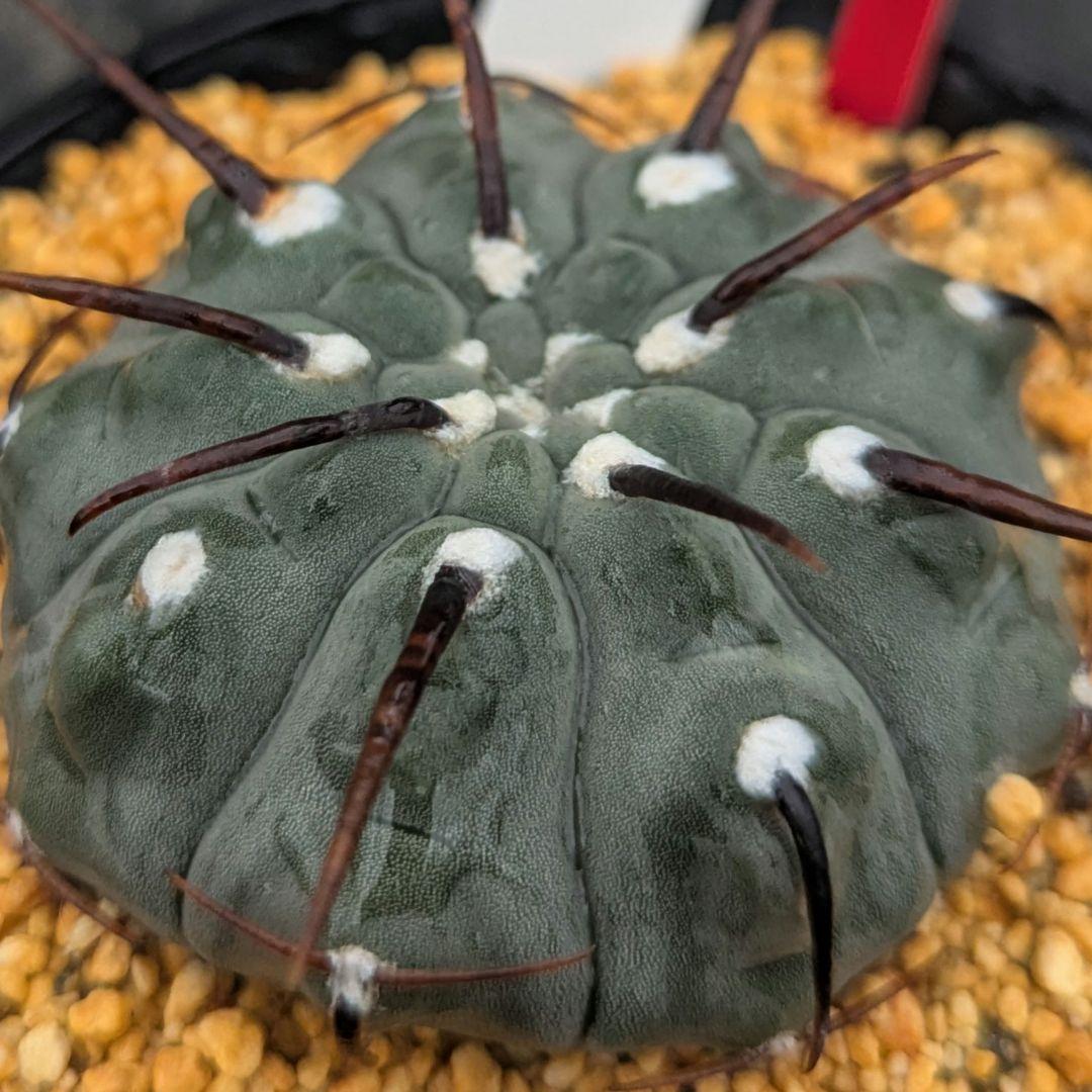 レアサボテンコレクション・ギムノカリキウム属・一本刺バッテリーinわけけのお店