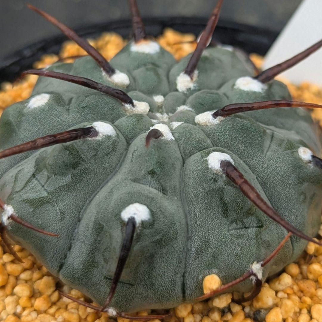 レアサボテンコレクション・ギムノカリキウム属・一本刺バッテリーinわけけのお店