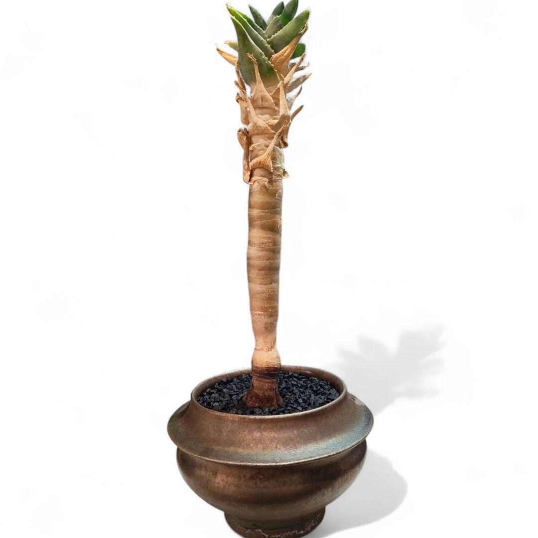 超割安 アロエ ピランシードワーフ 2万円陶器鉢 有馬和博