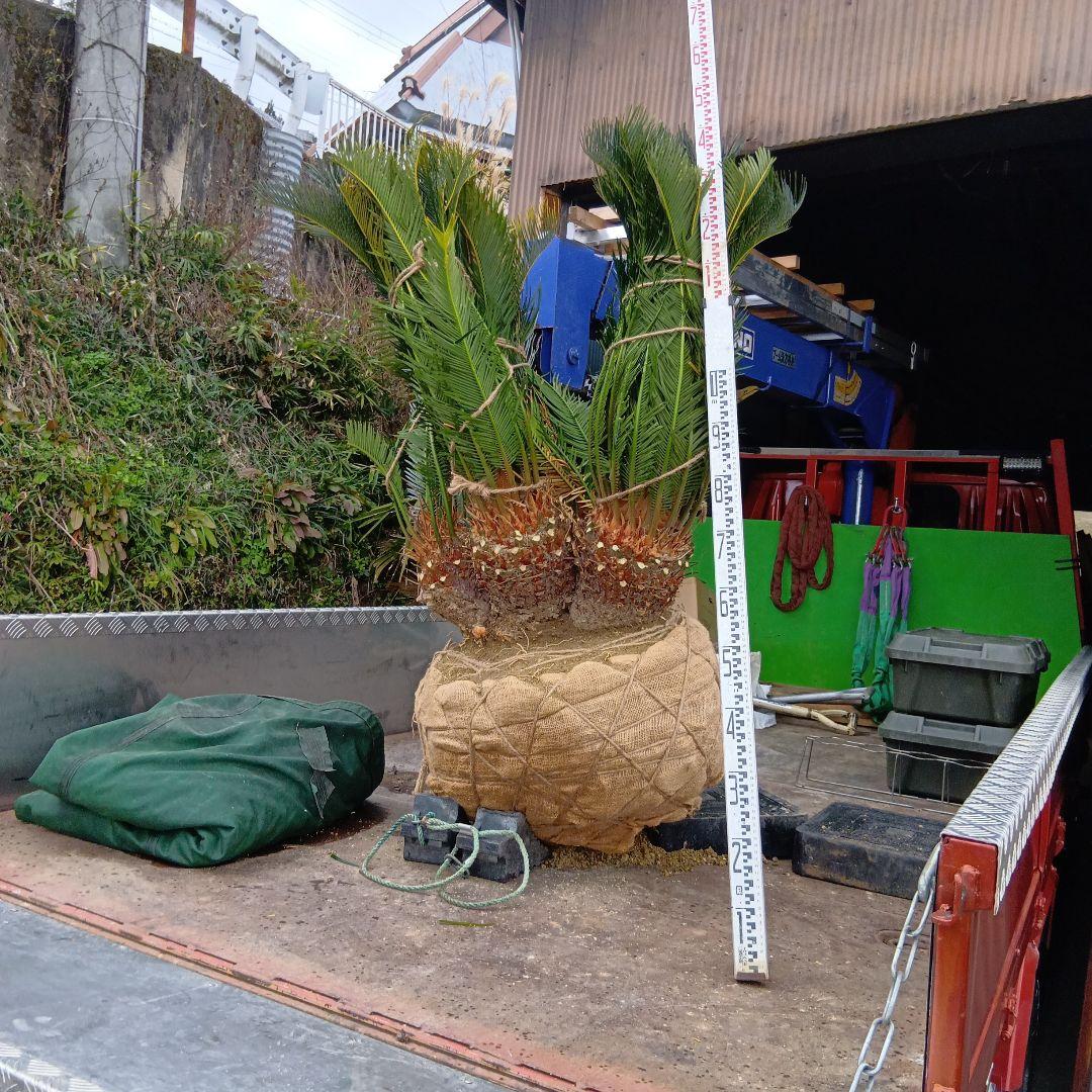 ソテツ（巨大株）インテリア用