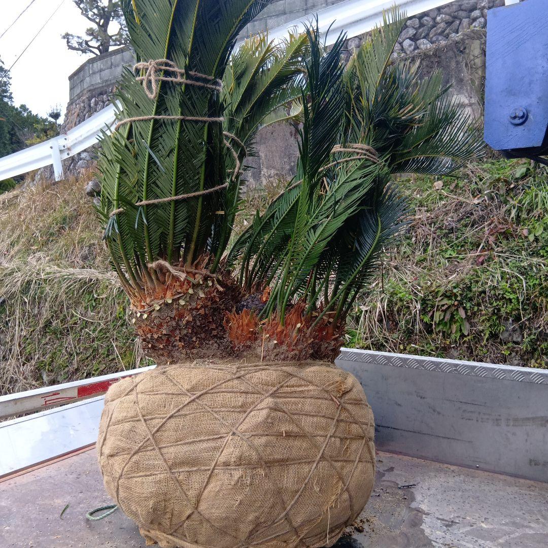 ソテツ（巨大株）インテリア用