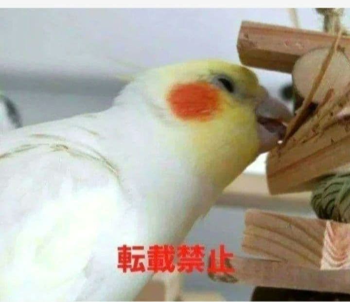 C342　インコ　オオム　カジカジ、ガジガジおもちゃセット　かじり木