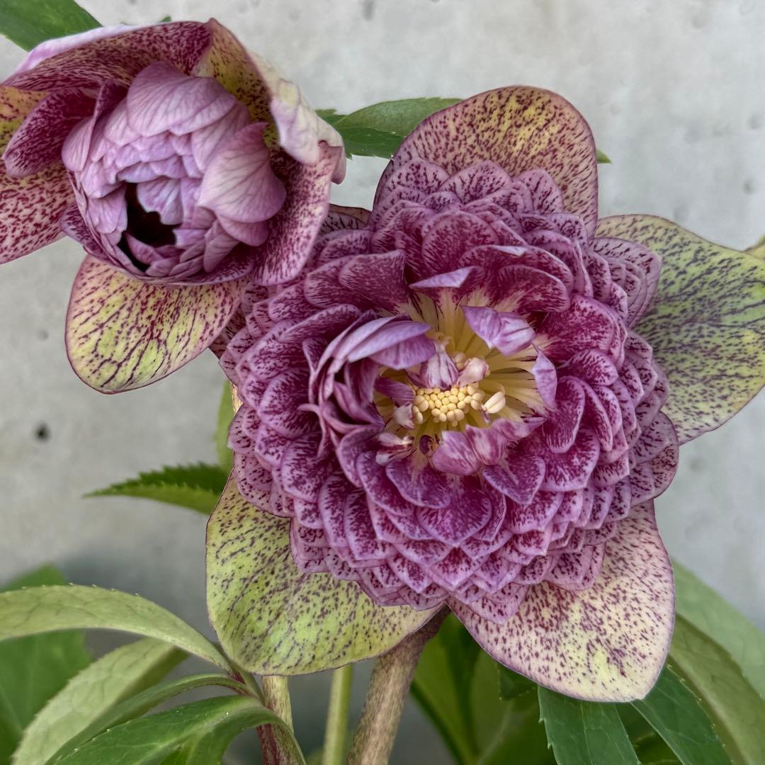 クリスマスローズ 多弁　スパッタ　点描スポット　ブロッチ　4.5号