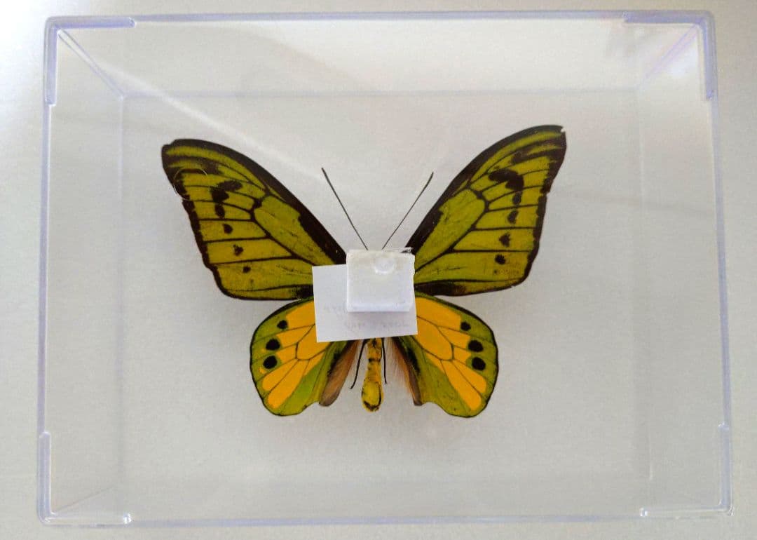 あ*ー様 外国産蝶標本‼️翔ぶ宝石♬美麗豪華キマエラトリバネアゲハアゲハ