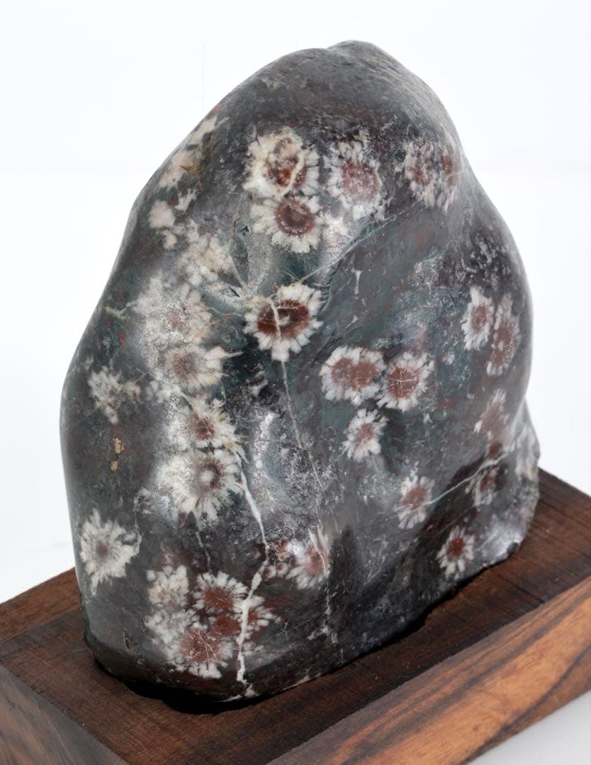 菊花石 菊紋石 小菊 紋石 台座 箱付 1kg 鑑賞石 原石 自然石 美石 水石