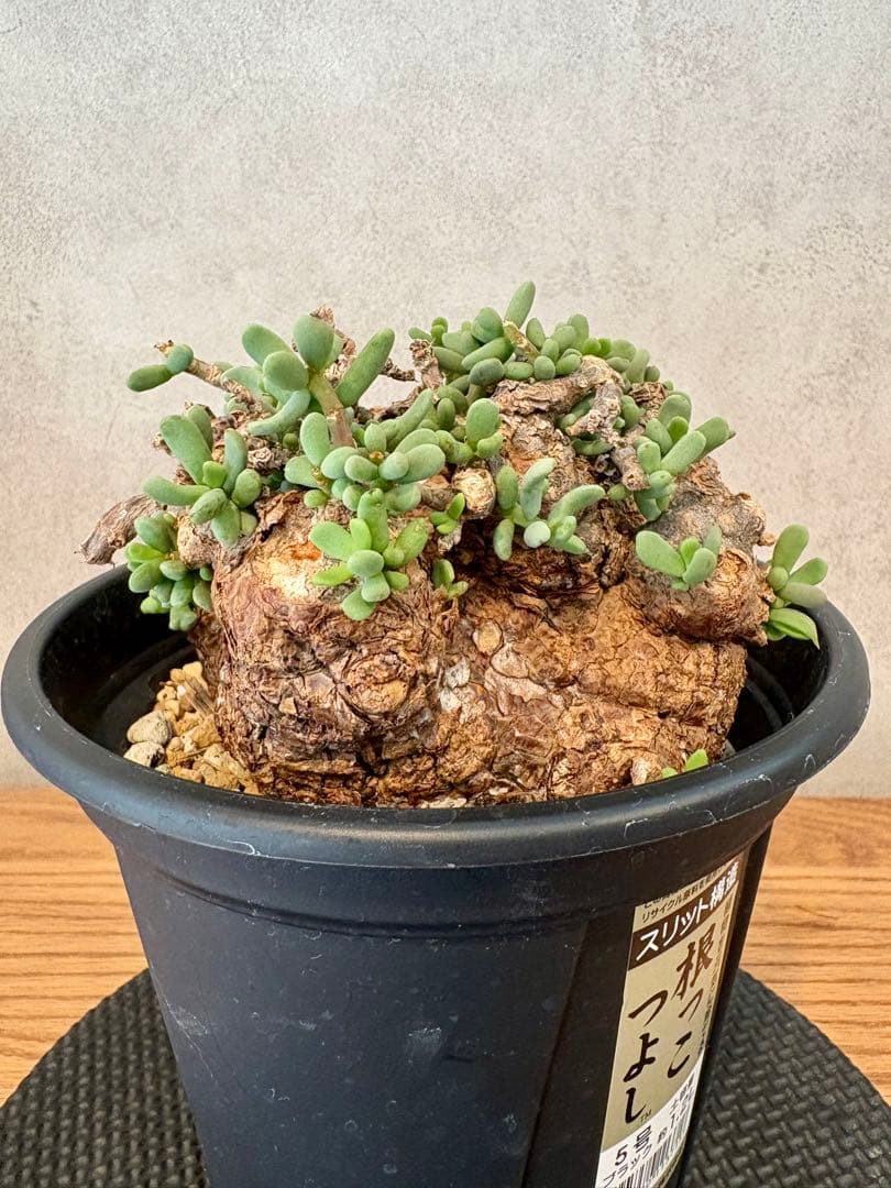 【超美株】ケラリア・ピグマエア（Ceraria pygmaea）鉢ごと　発根済