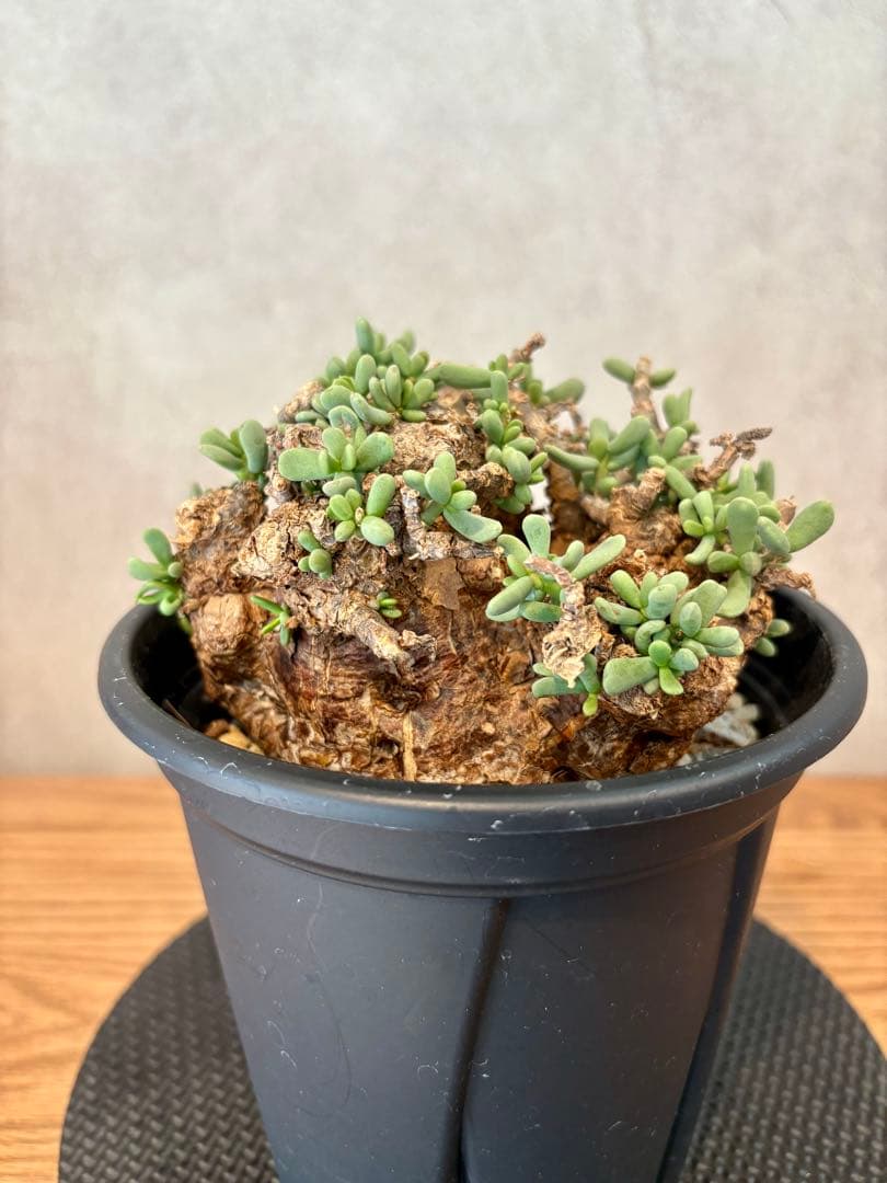 【超美株】ケラリア・ピグマエア（Ceraria pygmaea）鉢ごと　発根済