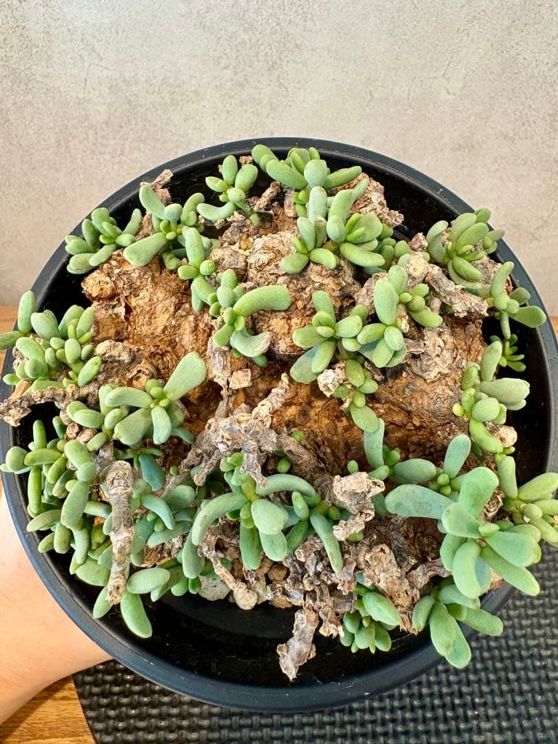 【超美株】ケラリア・ピグマエア（Ceraria pygmaea）鉢ごと　発根済