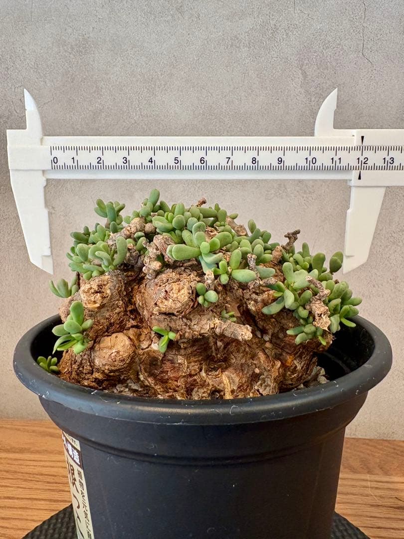 【超美株】ケラリア・ピグマエア（Ceraria pygmaea）鉢ごと　発根済