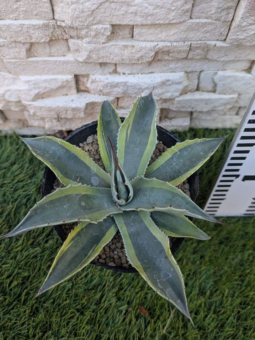 【美株】アガベ オバティフォリア ‘オルカ’ 4号 現品①