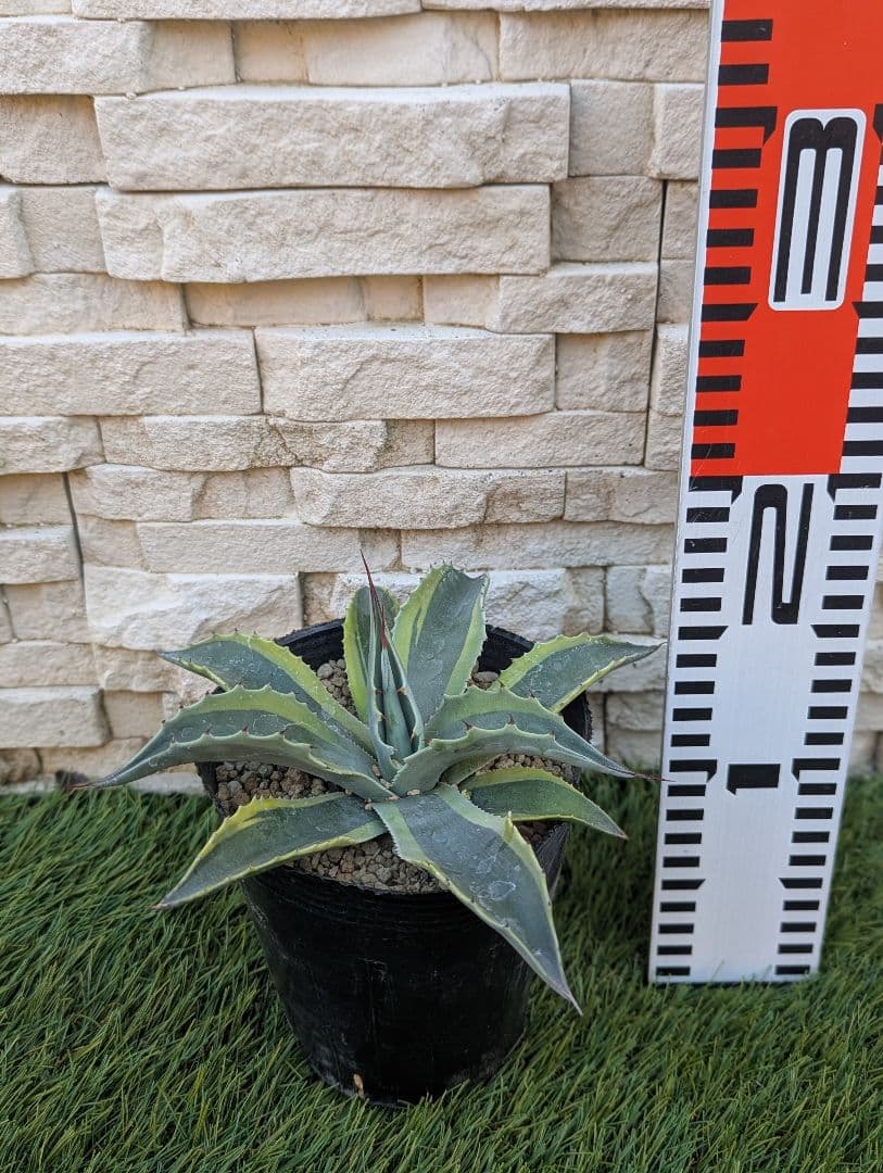【美株】アガベ オバティフォリア ‘オルカ’ 4号 現品①