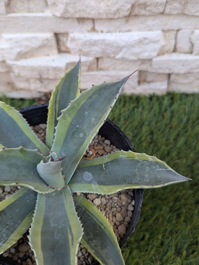 【美株】アガベ オバティフォリア ‘オルカ’ 4号 現品①