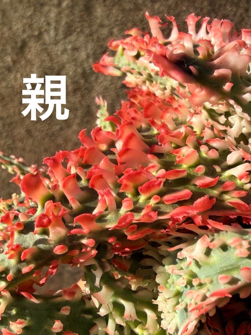 特上アロエ　ハイブリッド　Aloe hybrid 子株　第四種　Decx−5