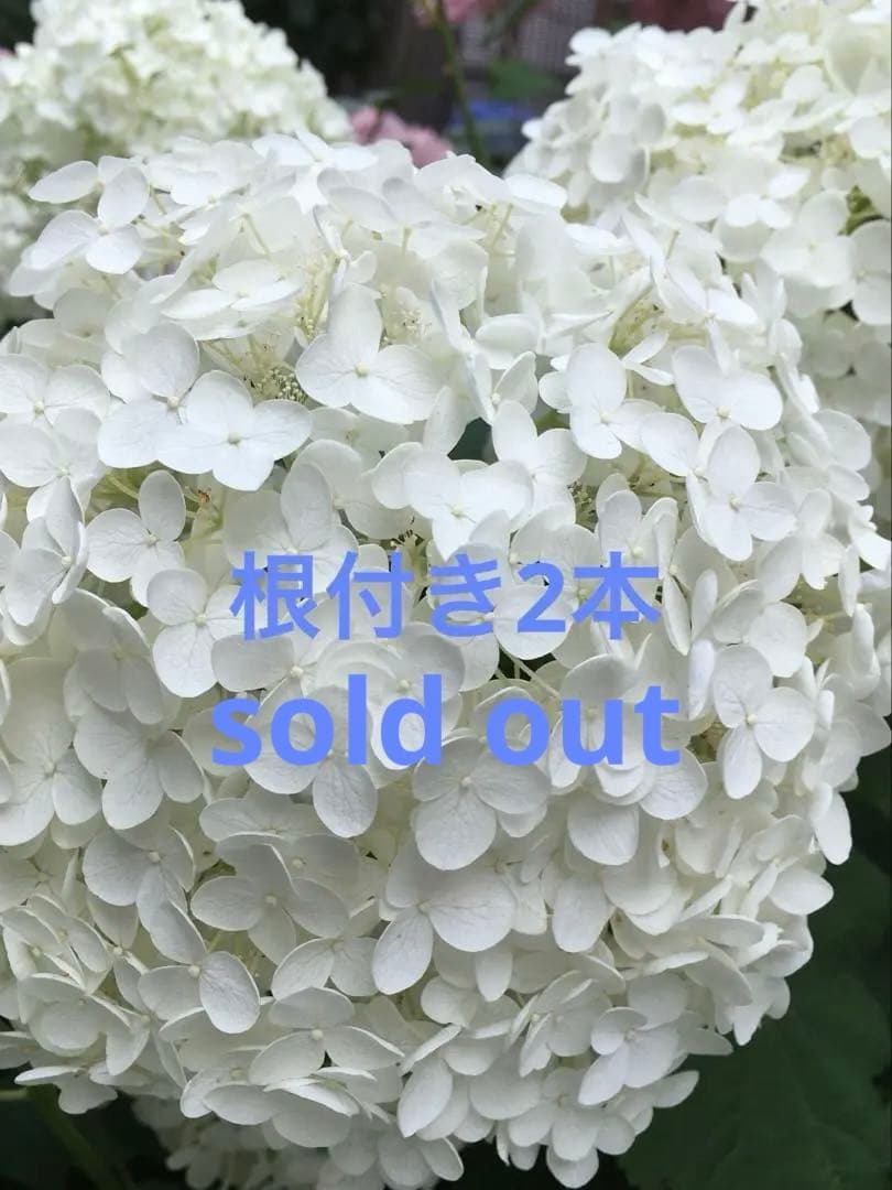 紫陽花アナベル挿し木苗⑬