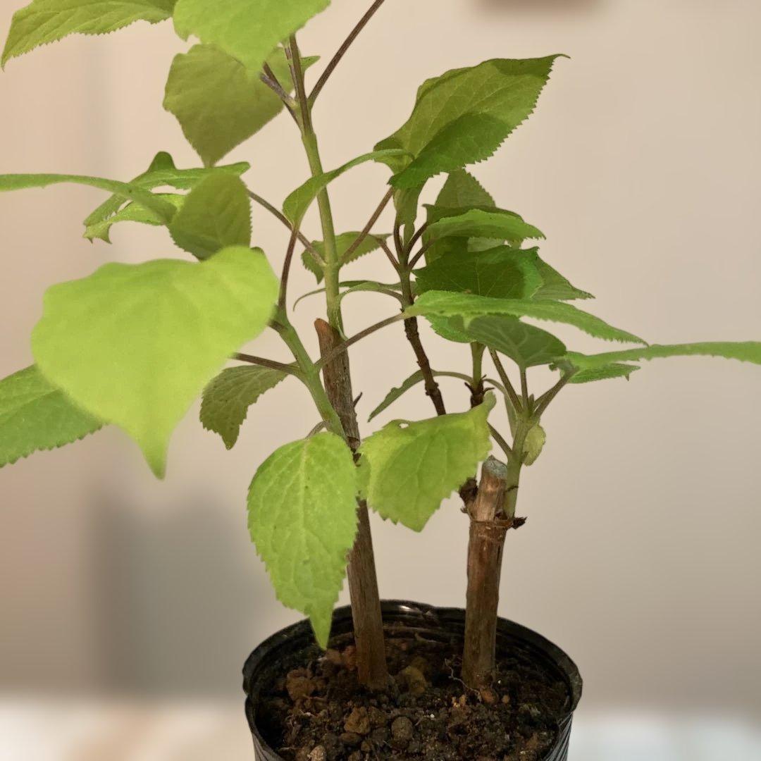 紫陽花アナベル挿し木苗⑬