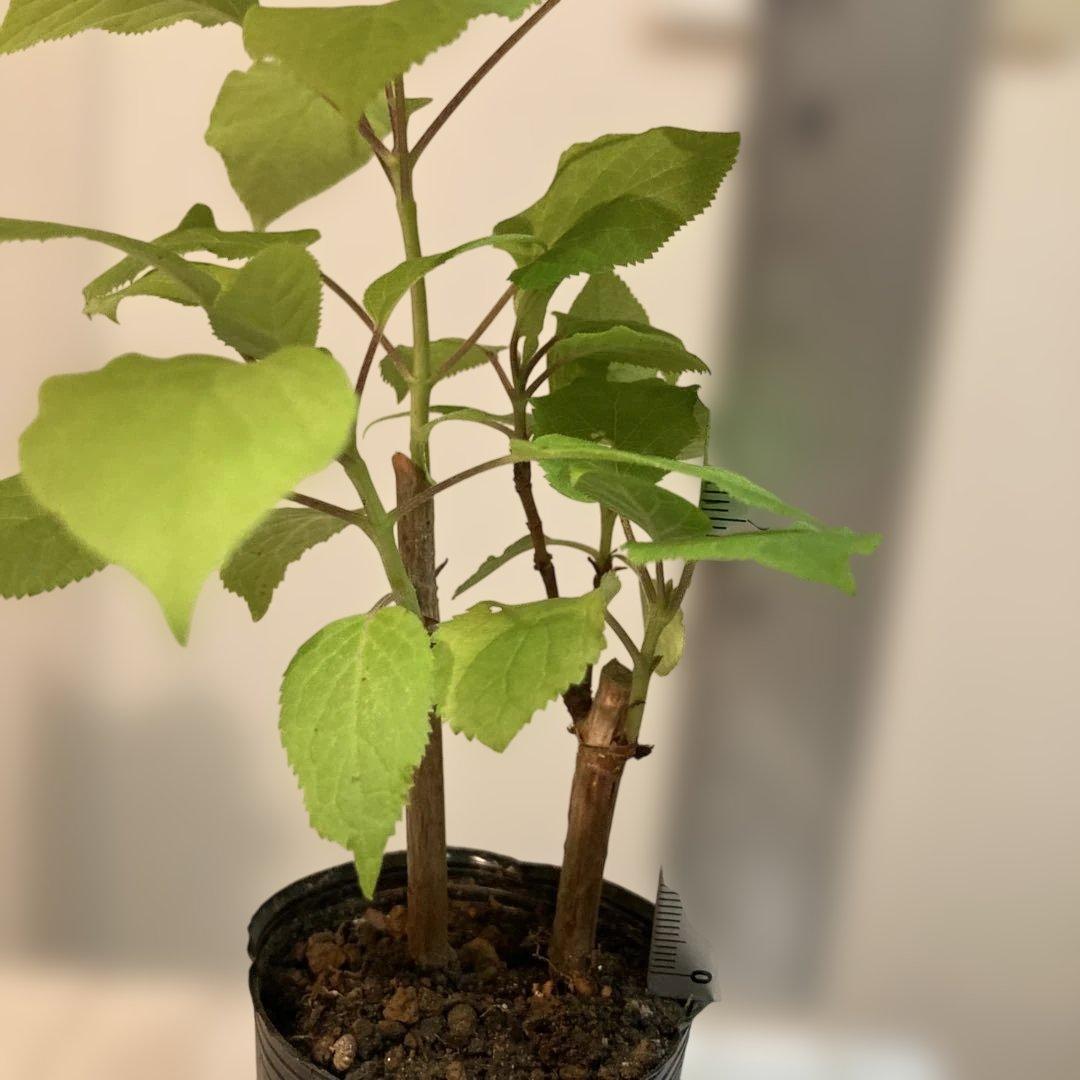 紫陽花アナベル挿し木苗⑬