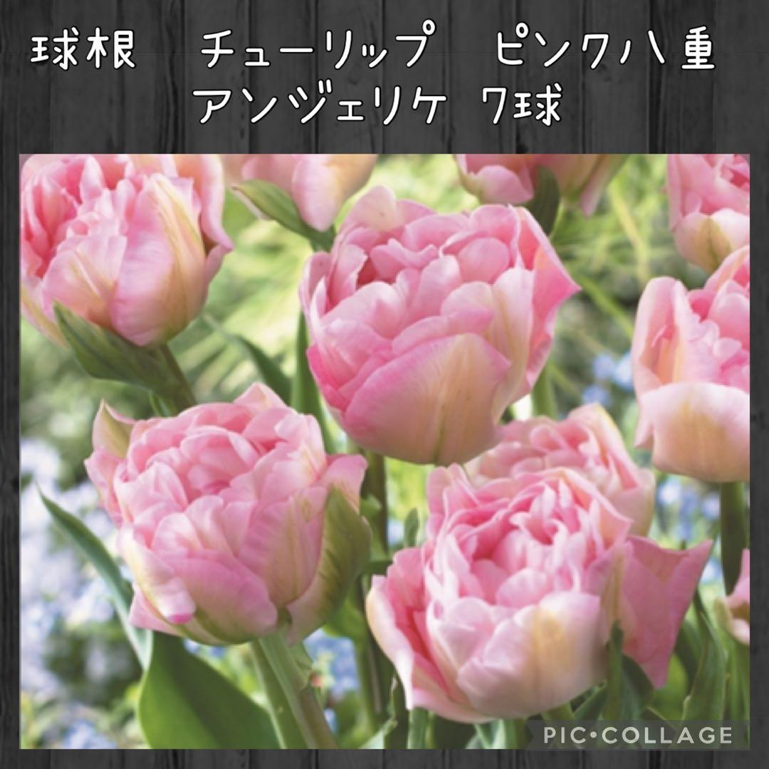 【球根】アンジェリケ　7球　チューリップ　ピンク　八重咲き　八重