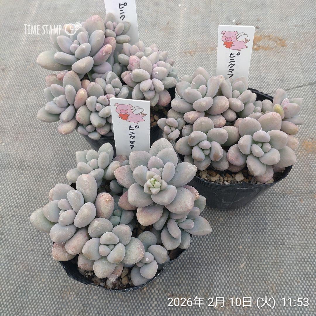 1ポット585円　グラプトフィツム　ピンクパフ　7.5cmポット