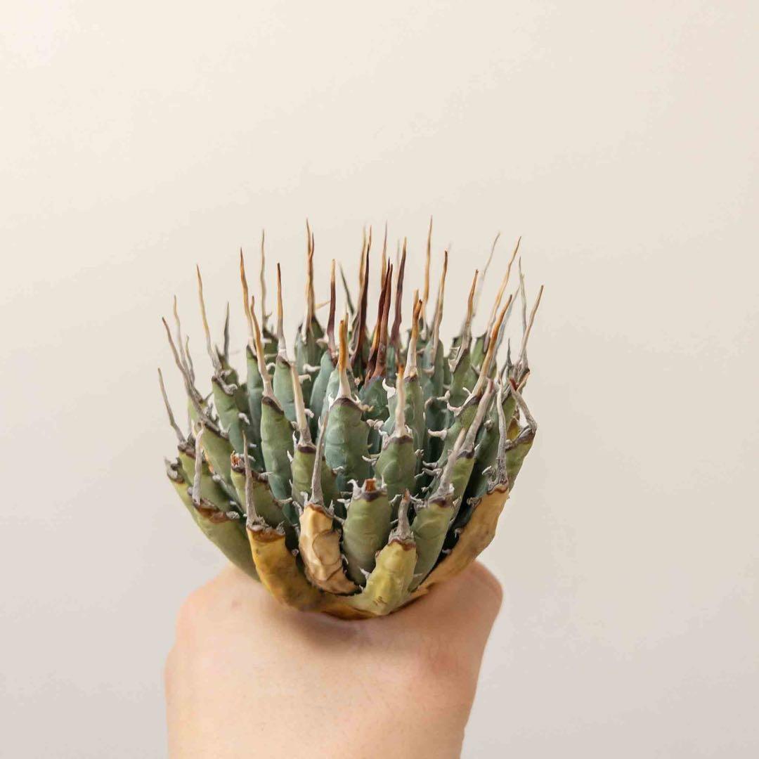 49 ユタエンシス エボリスピナ 現地株 ベアルート 陽炎 アガベ