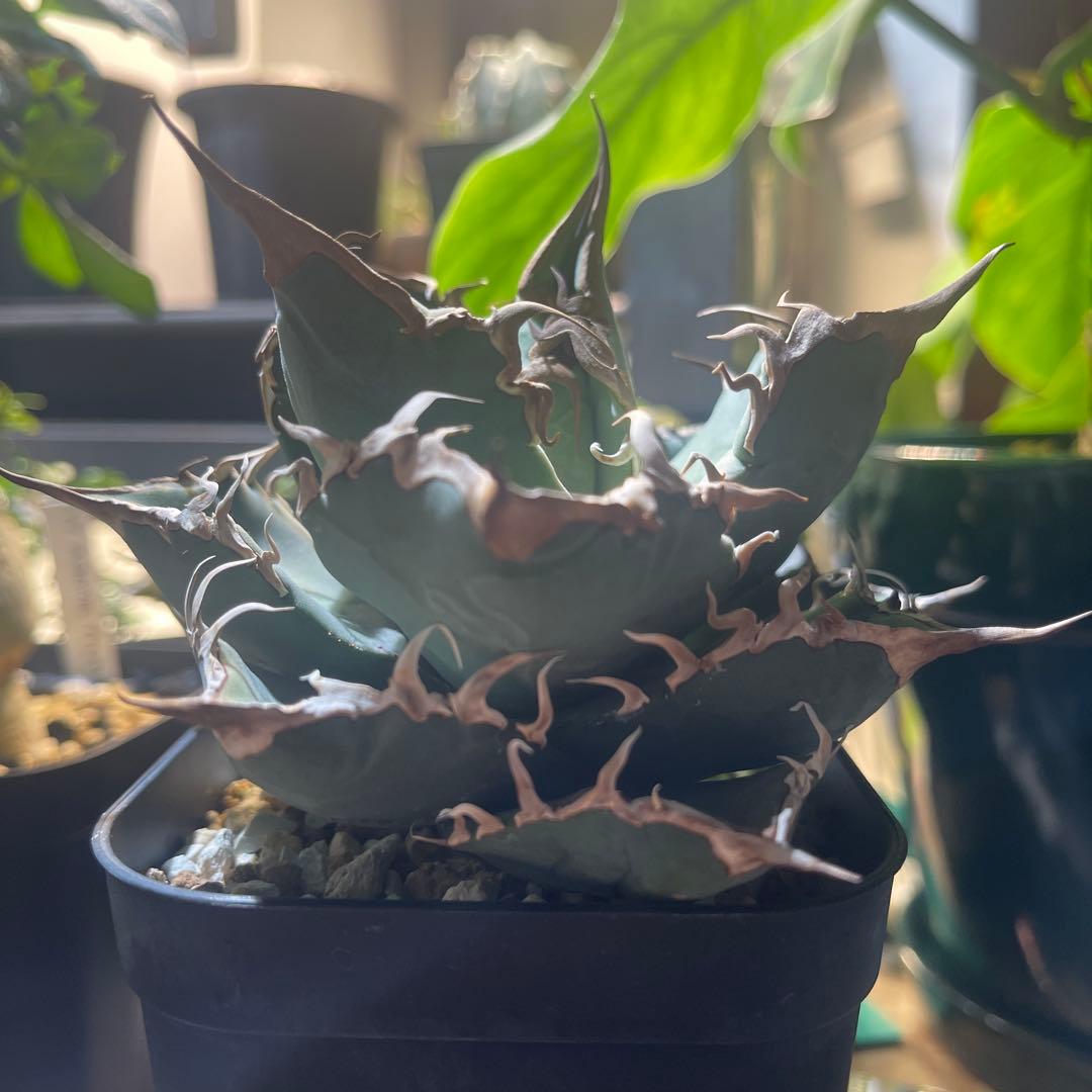 アガベ　チタノタ　シャークソウイ